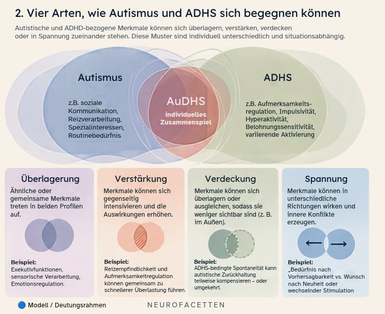 Infografik „Vier Arten, wie Autismus und ADHS sich begegnen können“. Ein Überlappungsdiagramm zeigt Autismus, ADHS und AuDHS als individuelles Zusammenspiel. Darunter werden vier mögliche Beziehungen als Modell dargestellt: Überlagerung gemeinsamer Merkmale, Verstärkung von Auswirkungen, Verdeckung beziehungsweise Ausgleich von Merkmalen und Spannung zwischen unterschiedlichen Bedürfnissen. Beispiele betreffen Exekutivfunktionen, sensorische Verarbeitung, Emotionsregulation, Reizempfindlichkeit, Aufmerksamkeitsregulation, Spontaneität sowie Vorhersagbarkeit und Neuheit. Die Grafik ist ausdrücklich als Modell beziehungsweise Deutungsrahmen gekennzeichnet.