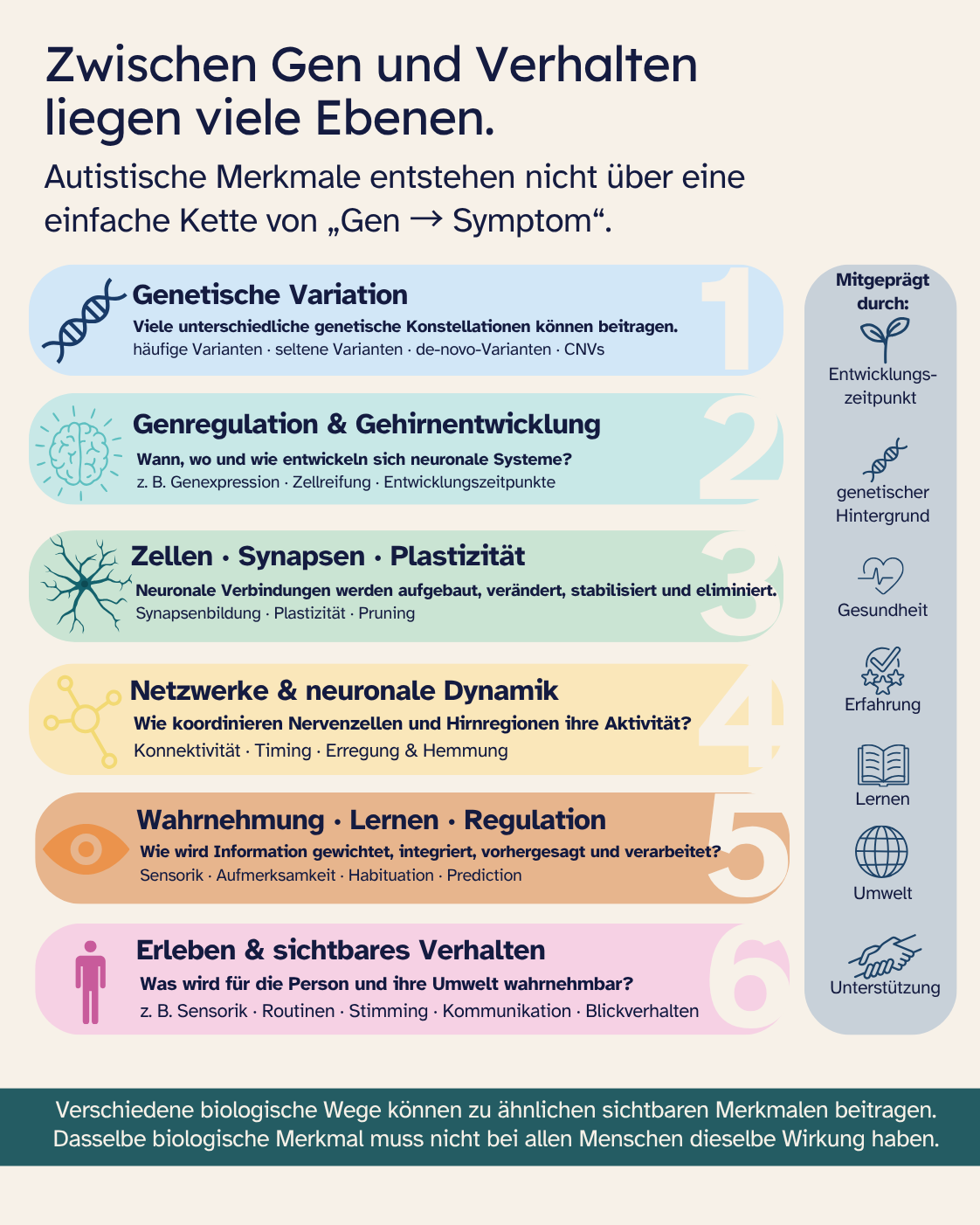 Infografik „Zwischen Gen und Verhalten liegen viele Ebenen“. Sechs Ebenen führen von genetischer Variation über Genregulation und Gehirnentwicklung, Zellen, Synapsen und Plastizität, Netzwerke und neuronale Dynamik sowie Wahrnehmung, Lernen und Regulation bis zu Erleben und sichtbarem Verhalten. Seitlich wird gezeigt, dass Entwicklungszeitpunkt, genetischer Hintergrund, Gesundheit, Erfahrung, Lernen, Umwelt und Unterstützung mehrere Ebenen mitprägen können. Kernaussage: Verschiedene biologische Wege können zu ähnlichen sichtbaren Merkmalen beitragen.